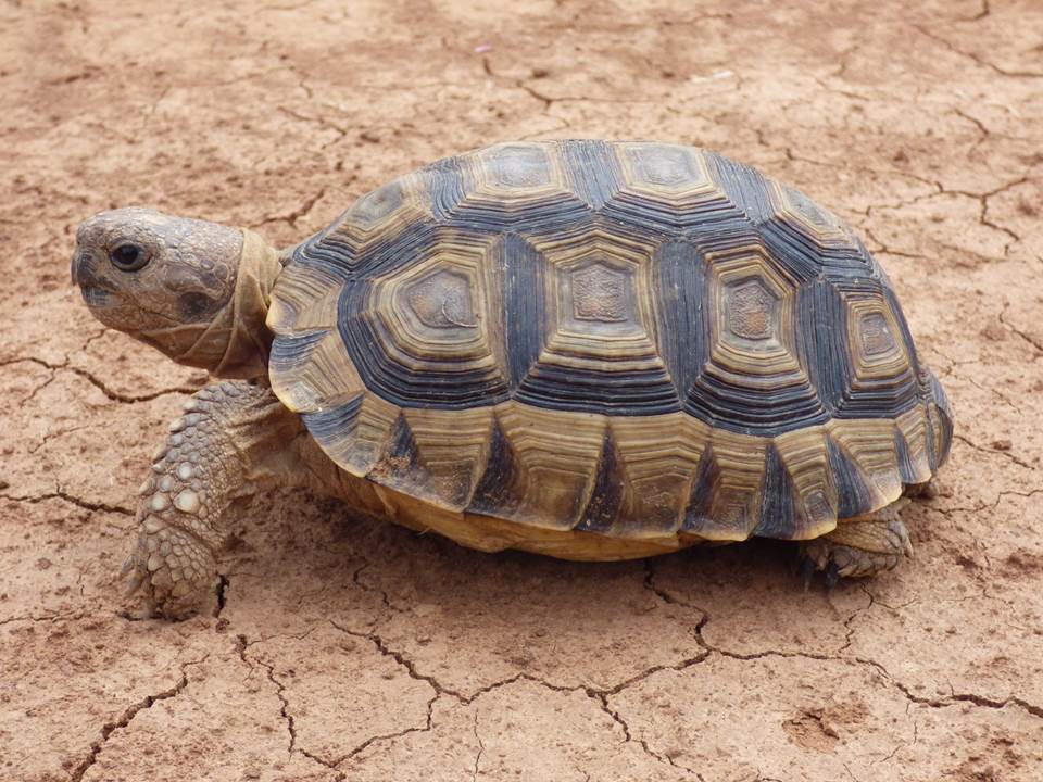 ARGENTINE TORTOISE Chelonoidis chilensis FAUNA PARAGUAY